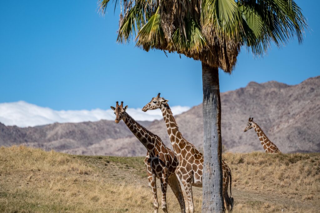 The tallest living terrestrial animal strolling around the Living Desert Zoo