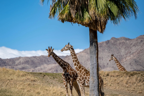 Giraffes in zoo with palm trees and mountains in the background