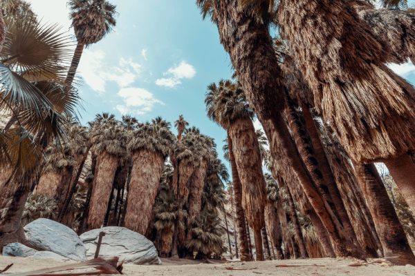 palm trees in indian canyons palm springs
