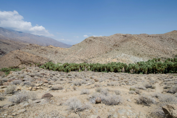 palm trees indian canyons in palm springs