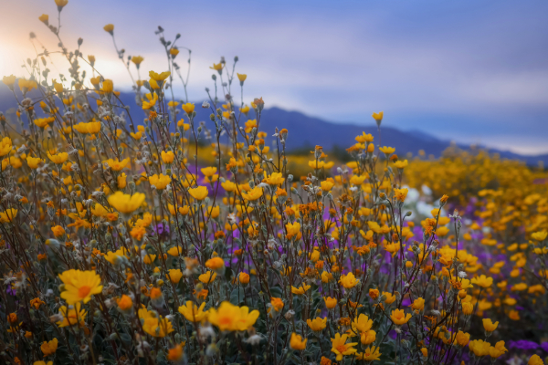 close up of wildflower blooms