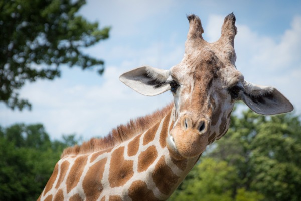 close up of a giraffe at the zoo