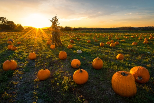 halloween in palm springs pumpkin patch