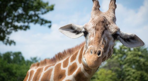 close up of a giraffe at the zoo